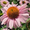 Echinacea
